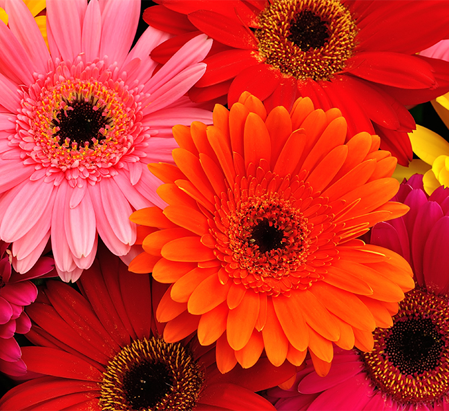 Gerbera | The Three Company