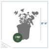 Live Aromatic and Healthy Herb - Eucalyptus (4 Per Pack) - Assorted Varieties - Natural Air Purifier - 10" Tall by 3" Wide - Image 8
