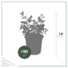 Live Aromatic and Edible Herb - Oregano (4 Per Pack) - Loaded with Antioxidants - 8" Tall by 4" Wide in 1 Pint Pot - Image 9