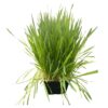 Live Organic Pet Grass (2 Per Pack) - Great for Animal Health - 10" Tall by 6" Wide 1 Pint Pot