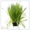 Live Organic Pet Grass (2 Per Pack) - Great for Animal Health - 10" Tall by 6" Wide 1 Pint Pot - Image 5