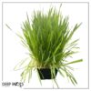 Live Organic Pet Grass (2 Per Pack) - Great for Animal Health - 10" Tall by 6" Wide 1 Pint Pot - Image 7