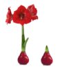 Waxed Amaryllis Bulb - Red Wax, Blooms Red - Easy Care - No Watering Needed! Beautiful Holiday Decor - Image 6