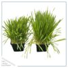 Live Organic Pet Grass (2 Per Pack) - Great for Animal Health - 10" Tall by 6" Wide 1 Pint Pot - Image 6