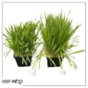 Live Organic Pet Grass (2 Per Pack) - Great for Animal Health - 10" Tall by 6" Wide 1 Pint Pot - Image 8