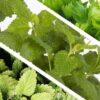 Live Aromatic and Healthy Herbs - Assorted Varieties (4 Per Pack) - Eucalyptus, Rosemary, Mint, Lemon Balm - 6" Tall by 3" Wide in 1 Pint Pot - Image 18