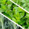 Live Aromatic and Healthy Herbs - Assorted Varieties (4 Per Pack) - Eucalyptus, Rosemary, Mint, Lemon Balm - 6" Tall by 3" Wide in 1 Pint Pot - Image 19
