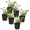 Live Aromatic and Healthy Herb - Eucalyptus (6 Per Pack) - Natural Air Purifier - 8" Tall by 3" Wide in 1 Pint Pot - Image 8