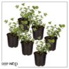 Live Aromatic and Healthy Herb - Eucalyptus (6 Per Pack) - Natural Air Purifier - 8" Tall by 3" Wide in 1 Pint Pot - Image 9
