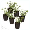 Live Aromatic and Healthy Herb - Eucalyptus (6 Per Pack) - Natural Air Purifier - 8" Tall by 3" Wide in 1 Pint Pot - Image 5
