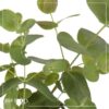Live Aromatic and Healthy Herb - Eucalyptus (6 Per Pack) - Natural Air Purifier - 8" Tall by 3" Wide in 1 Pint Pot - Image 10
