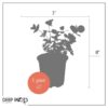 Live Aromatic and Healthy Herb - Eucalyptus (6 Per Pack) - Natural Air Purifier - 8" Tall by 3" Wide in 1 Pint Pot - Image 11