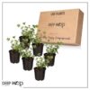 Live Aromatic and Healthy Herb - Eucalyptus (6 Per Pack) - Natural Air Purifier - 8" Tall by 3" Wide in 1 Pint Pot - Image 12