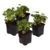 Live Aromatic and Edible Herb - Parsley (4 Per Pack) - Boosts Immune System - 8" Tall by 4" Wide