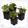 Live Aromatic and Edible Herb - Parsley (4 Per Pack) - Boosts Immune System - 8" Tall by 4" Wide - Image 8