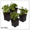 Live Aromatic and Edible Herb - Parsley (4 Per Pack) - Boosts Immune System - 8" Tall by 4" Wide - Image 10