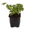 Live Aromatic and Edible Herb - Parsley (4 Per Pack) - Boosts Immune System - 8" Tall by 4" Wide - Image 9