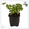 Live Aromatic and Edible Herb - Parsley (4 Per Pack) - Boosts Immune System - 8" Tall by 4" Wide - Image 5