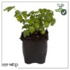 Live Aromatic and Edible Herb - Parsley (4 Per Pack) - Boosts Immune System - 8" Tall by 4" Wide - Image 11