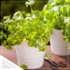 Live Aromatic and Edible Herb - Parsley (4 Per Pack) - Boosts Immune System - 8" Tall by 4" Wide - Image 2