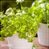 Live Aromatic and Edible Herb - Parsley (4 Per Pack) - Boosts Immune System - 8" Tall by 4" Wide - Image 12