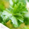 Live Aromatic and Edible Herb - Parsley (4 Per Pack) - Boosts Immune System - 8" Tall by 4" Wide - Image 3
