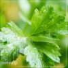 Live Aromatic and Edible Herb - Parsley (4 Per Pack) - Boosts Immune System - 8" Tall by 4" Wide - Image 16