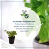 Live Aromatic and Edible Herb - Parsley (4 Per Pack) - Boosts Immune System - 8" Tall by 4" Wide - Image 4