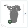 Live Aromatic and Edible Herb - Parsley (4 Per Pack) - Boosts Immune System - 8" Tall by 4" Wide - Image 6