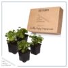 Live Aromatic and Edible Herb - Parsley (4 Per Pack) - Boosts Immune System - 8" Tall by 4" Wide - Image 7