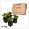 Live Aromatic and Edible Herb - Parsley (4 Per Pack) - Boosts Immune System - 8" Tall by 4" Wide - Image 14