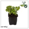 Live Aromatic and Edible Herb - Parsley (4 Per Pack) - Boosts Immune System - 8" Tall by 4" Wide - Image 13