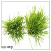 Live Organic Pet Grass (2 Per Pack) - Great for Animal Health - 10" Tall by 6" Wide 1 Pint Pot - Image 9