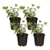 Live Aromatic and Healthy Herb - Eucalyptus (4 Per Pack) - Assorted Varieties - Natural Air Purifier - 10" Tall by 3" Wide