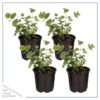 Live Aromatic and Healthy Herb - Eucalyptus (4 Per Pack) - Assorted Varieties - Natural Air Purifier - 10" Tall by 3" Wide - Image 2