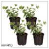 Live Aromatic and Healthy Herb - Eucalyptus (4 Per Pack) - Assorted Varieties - Natural Air Purifier - 10" Tall by 3" Wide - Image 9