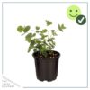 Live Aromatic and Healthy Herb - Eucalyptus (4 Per Pack) - Assorted Varieties - Natural Air Purifier - 10" Tall by 3" Wide - Image 3