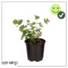 Live Aromatic and Healthy Herb - Eucalyptus (4 Per Pack) - Assorted Varieties - Natural Air Purifier - 10" Tall by 3" Wide - Image 10