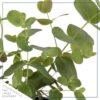 Live Aromatic and Healthy Herbs - Assorted Varieties (4 Per Pack) - Eucalyptus, Rosemary, Mint, Lemon Balm - 6" Tall by 3" Wide in 1 Pint Pot - Image 10