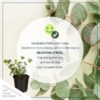 Live Aromatic and Healthy Herb - Eucalyptus (4 Per Pack) - Assorted Varieties - Natural Air Purifier - 10" Tall by 3" Wide - Image 5