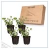 Live Aromatic and Healthy Herb - Eucalyptus (4 Per Pack) - Assorted Varieties - Natural Air Purifier - 10" Tall by 3" Wide - Image 6