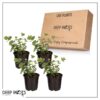 Live Aromatic and Healthy Herb - Eucalyptus (4 Per Pack) - Assorted Varieties - Natural Air Purifier - 10" Tall by 3" Wide - Image 13