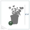 Live Aromatic and Healthy Herb - Eucalyptus (4 Per Pack) - Assorted Varieties - Natural Air Purifier - 10" Tall by 3" Wide - Image 7