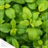 Live Aromatic and Healthy Herbs - Assorted Varieties (4 Per Pack) - Eucalyptus, Rosemary, Mint, Lemon Balm - 6" Tall by 3" Wide in 1 Pint Pot - Image 7