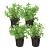 Live Aromatic and Edible Herb - Mint (4 Per Pack) - Naturally Improves Breathing and Air Quality - 8" Tall by 4" Wide