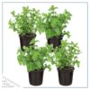 Live Aromatic and Edible Herb - Mint (4 Per Pack) - Naturally Improves Breathing and Air Quality - 8" Tall by 4" Wide - Image 2