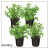 Live Aromatic and Edible Herb - Mint (4 Per Pack) - Naturally Improves Breathing and Air Quality - 8" Tall by 4" Wide - Image 10