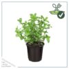 Live Aromatic and Edible Herb - Mint (4 Per Pack) - Naturally Improves Breathing and Air Quality - 8" Tall by 4" Wide - Image 8