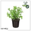Live Aromatic and Edible Herb - Mint (4 Per Pack) - Naturally Improves Breathing and Air Quality - 8" Tall by 4" Wide - Image 11