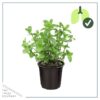 Live Aromatic and Edible Herb - Mint (4 Per Pack) - Naturally Improves Breathing and Air Quality - 8" Tall by 4" Wide - Image 9
